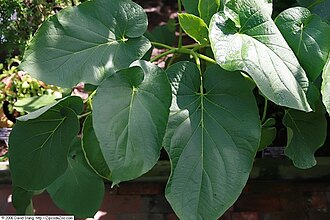 Vera cruz pepper: Location taken: United States Botanic Garden. Names: Piper dilatatum Rich., Higuill Classification: Plantae > Magnoliophyta > Magnoliopsida > Piperales > Piper 