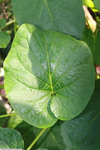 Vera cruz pepper: Location taken: United States Botanic Garden. Names: Piper dilatatum Rich., Higuill Classification: Plantae > Magnoliophyta > Magnoliopsida > Piperales > Piper 