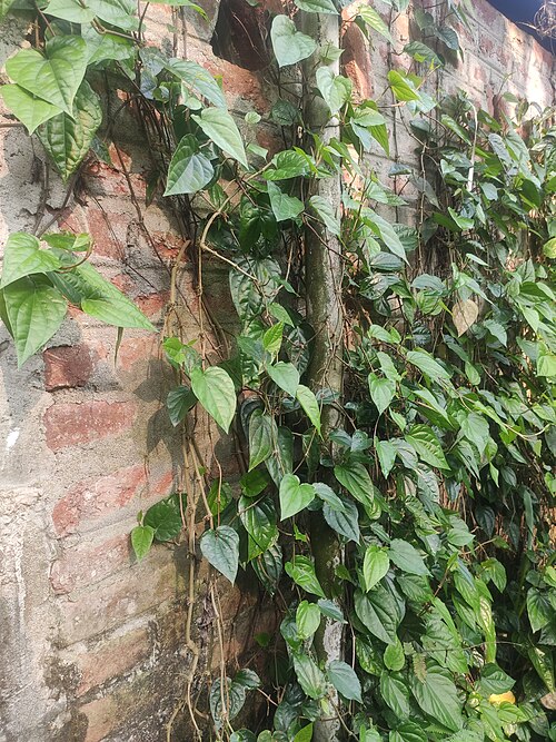 Betel: Betel leaf or Piper betle which in Assam is called 'Paan' and people eat this with 'tamul' or Betel nut.'Paan' along with 'tamul' or Betel nut has significant r