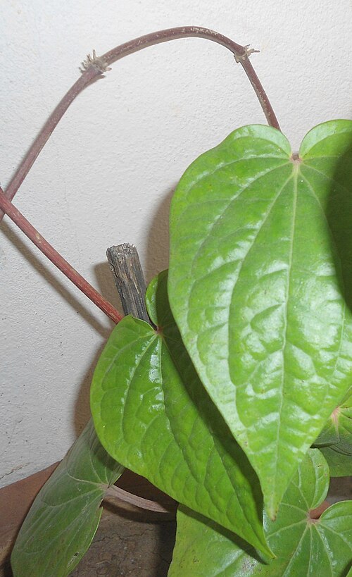 Betel: Betel leaf (piper betle) at Bandlaguda in Rangareddry district, Andhra Pradesh