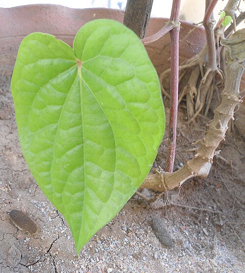 Betel: Betel leaf (piper betle) at Bandlaguda in Rangareddry district, Andhra Pradesh