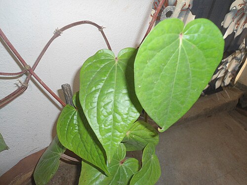 Betel: Betel leaf (piper betle) at Bandlaguda in Rangareddry district, Andhra Pradesh