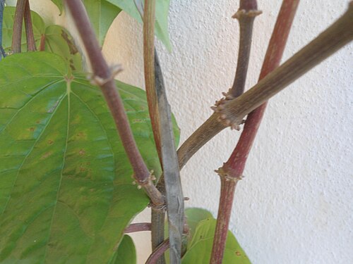 Betel: Betel stems (piper betle) at Bandlaguda in Rangareddry district, Andhra Pradesh