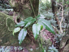 Piper borbonense (Piper borbonense)