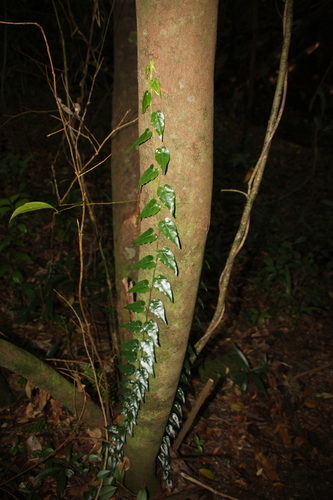 Piper borbonense (Piper borbonense)