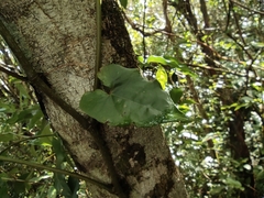 Piper borbonense (Piper borbonense)