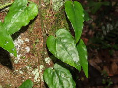 Piper borbonense (Piper borbonense)