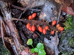 Piper borbonense (Piper borbonense)
