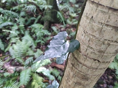 Piper borbonense (Piper borbonense)