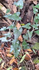 Piper borbonense (Piper borbonense)