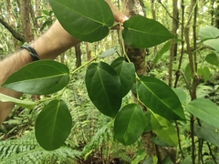 Piper borbonense (Piper borbonense)