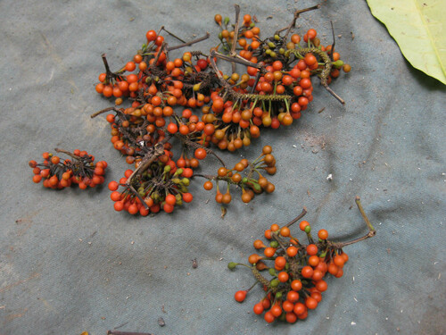 West African pepper (Piper guineense)