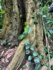 West African pepper (Piper guineense)