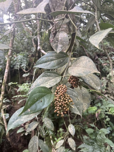 West African pepper (Piper guineense)