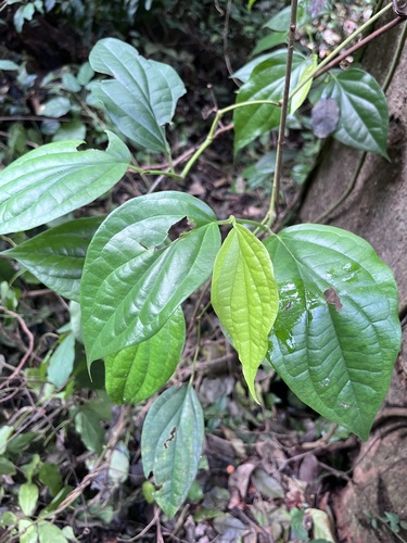 West African pepper (Piper guineense)