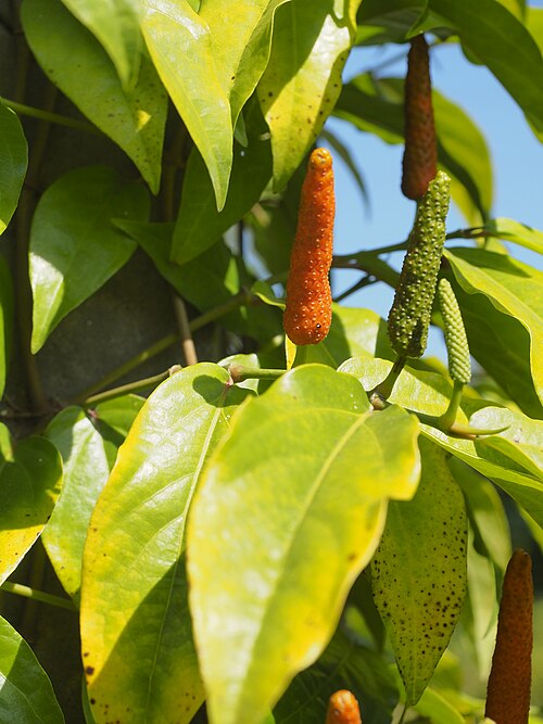 Indian long pepper: Fruits and leaves of Piper Longum, or Long Pepper
