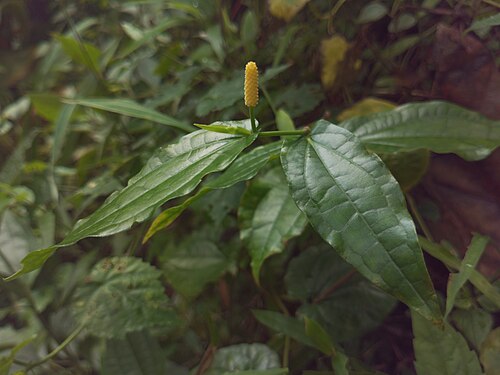 Indian long pepper: Nativeplants botanical garden, Pulikurumba