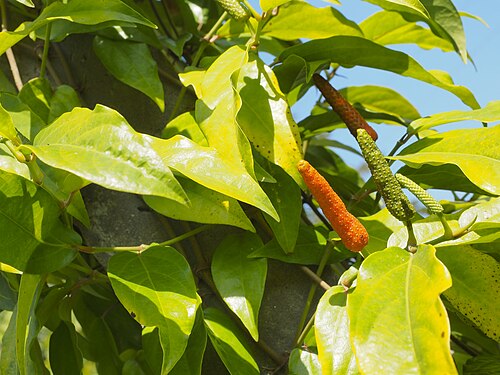 Indian long pepper: Fruits and leaves of Long Pepper, or Piper Longum