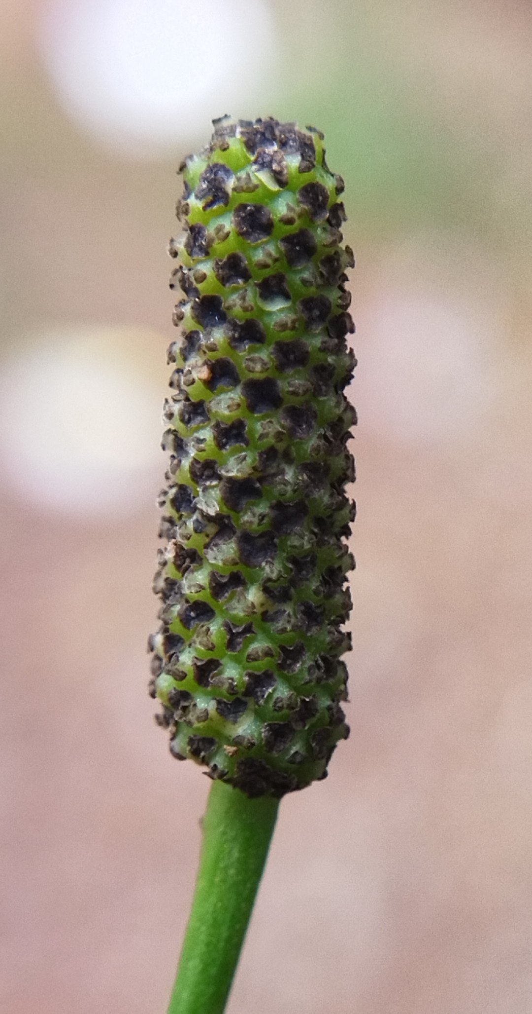 Indian long pepper: Piper longum