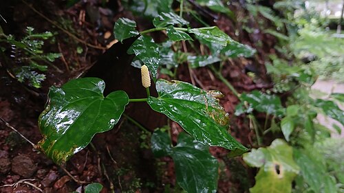 Indian long pepper: Prapoyil, Cherupuzha