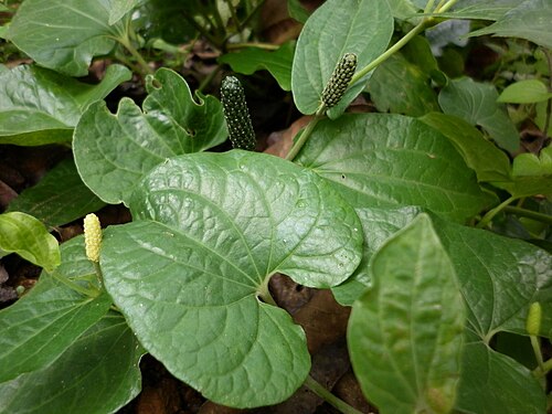Indian long pepper: This is one of the ingredient of Thirigadugam.