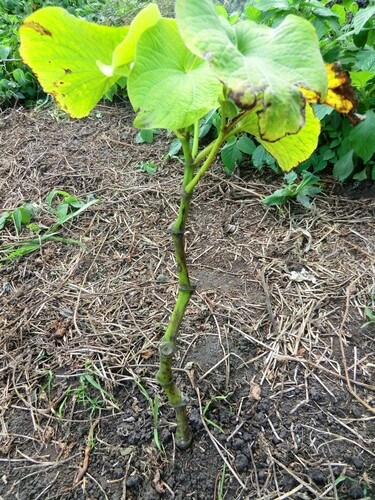 Kava (Piper methysticum)