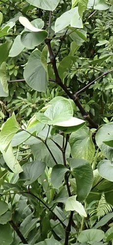 Kava (Piper methysticum)