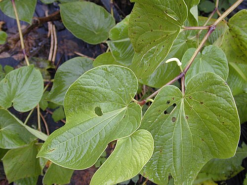 Kava: Piper methysticum (leaves and inflorescence). Location: Maui, Nahiku