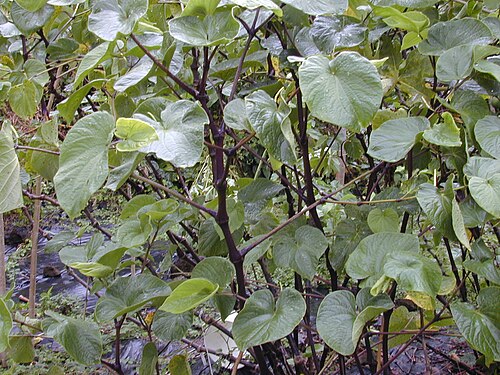 Kava: Piper methysticum (habit). Location: Maui, Nahiku