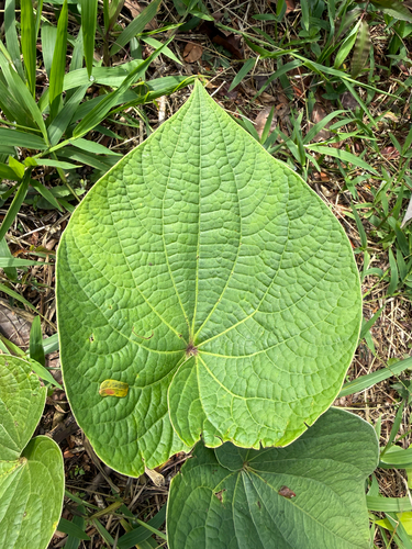 Kava (Piper methysticum)