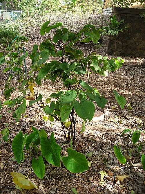 Kava: Piper methysticum (habit). Location: Maui, Maui Nui Botanical Garden