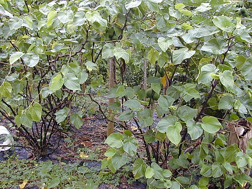 Kava: Piper methysticum (habit). Location: Maui, Nahiku