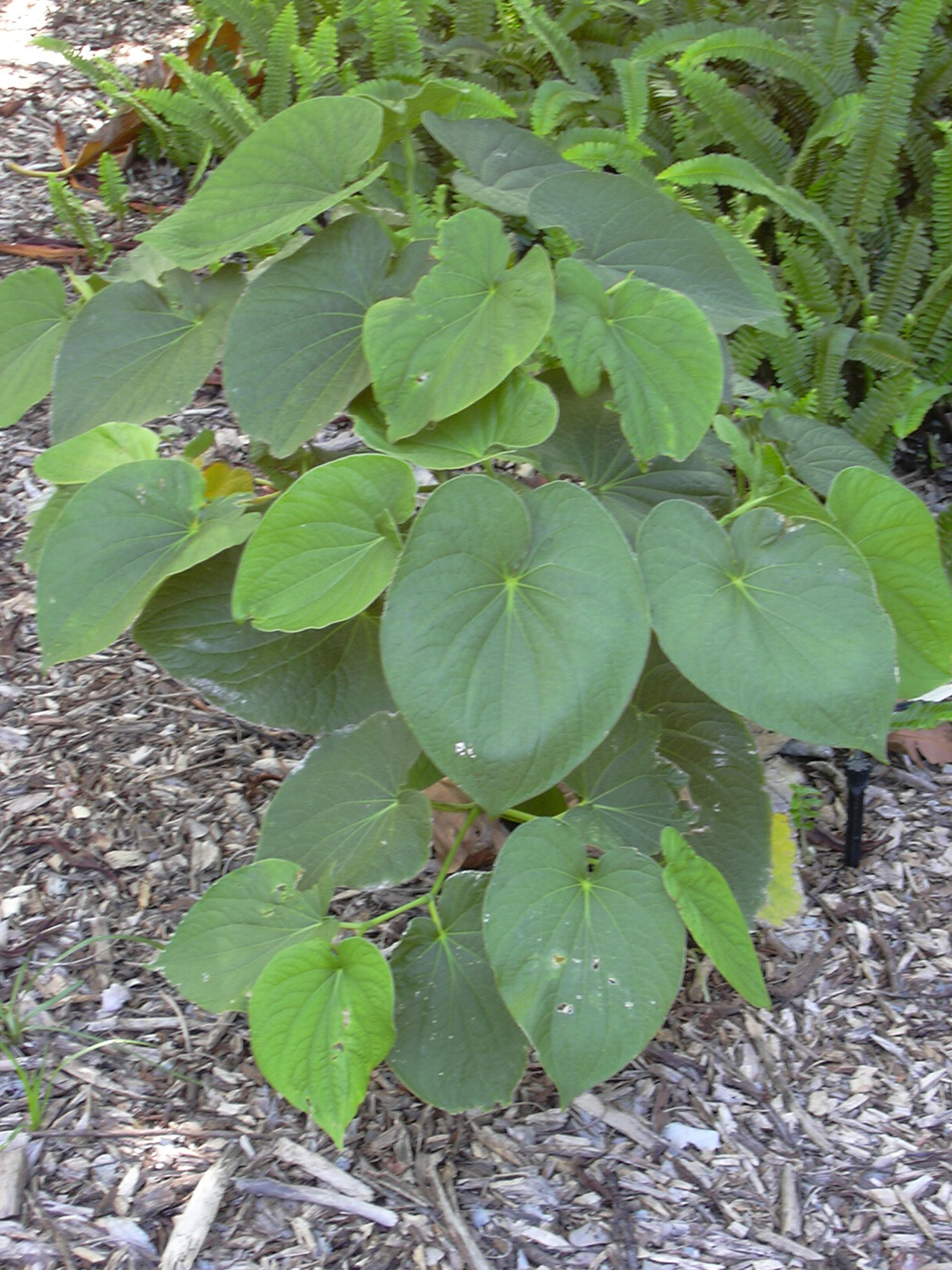 Kava: Piper methysticum (habit). Location: Maui, Maui Nui Botanical Garden