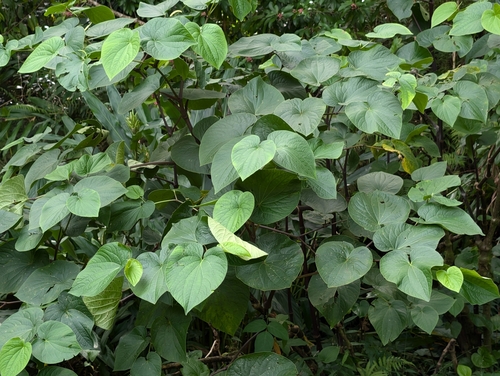 Kava (Piper methysticum)