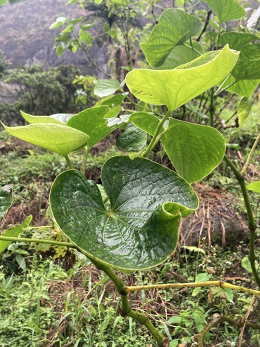 Kava (Piper methysticum)