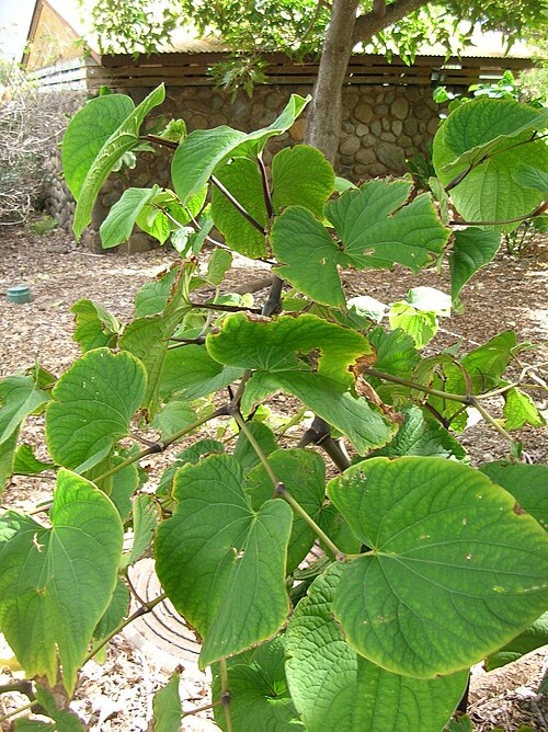Kava: Piper methysticum (habit). Location: Maui, Maui Nui Botanical Garden