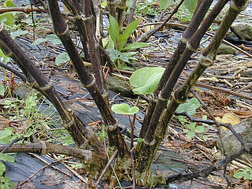 Kava: Piper methysticum (stems). Location: Maui, Nahiku