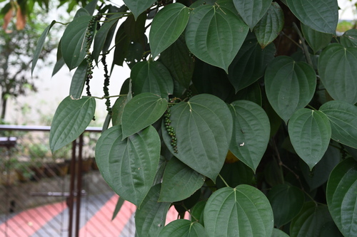 Black pepper (Piper nigrum)
