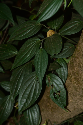 Black pepper (Piper nigrum)
