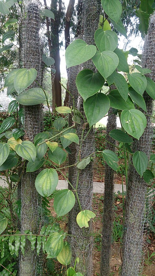 Black pepper: Piper nigrum. Common name: Black Pepper