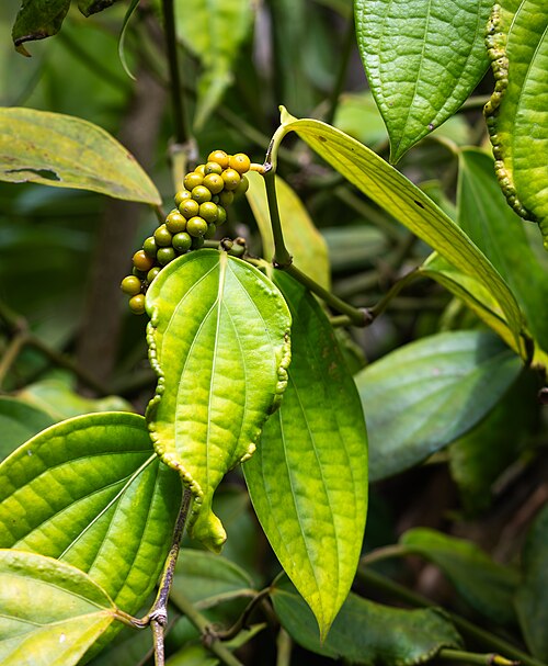 Black pepper: Piper nigrum, black pepper being still green in the Jardin du Roi, Mahe, Seychelles.