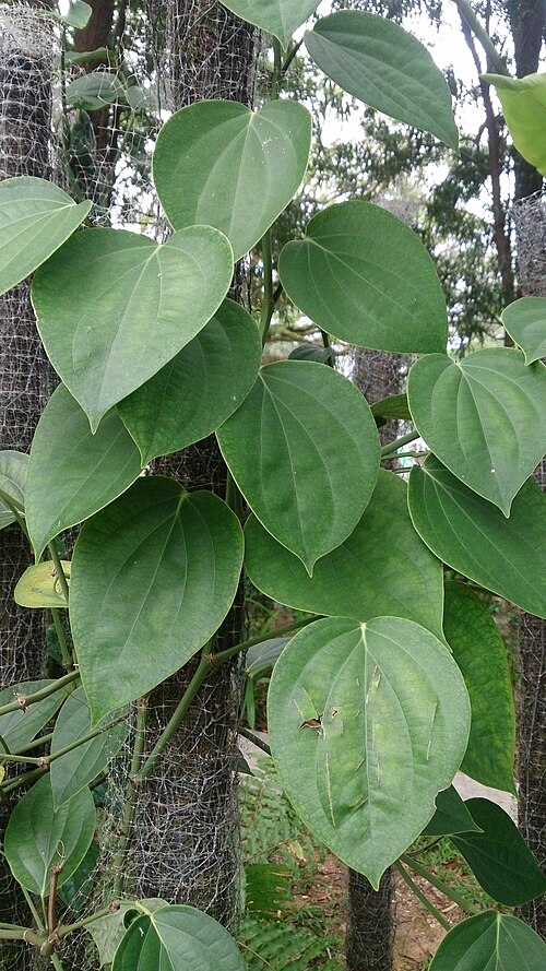 Black pepper: Piper nigrum. Common name: Black Pepper