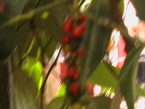 Black pepper (Piper nigrum)