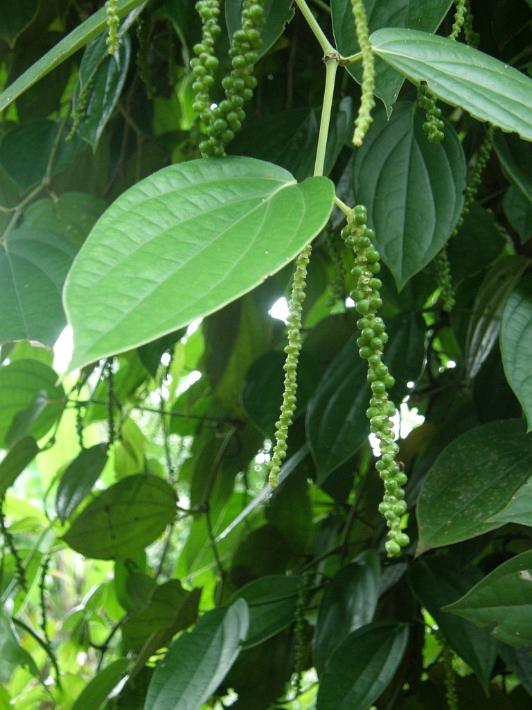 Black pepper (Piper nigrum)
