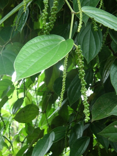 Black pepper (Piper nigrum)