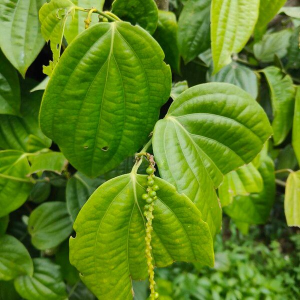 Black pepper (Piper nigrum)