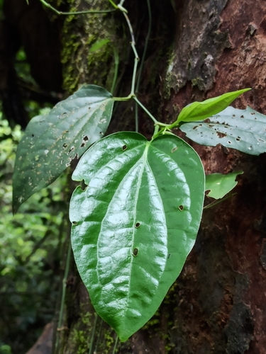 Black pepper (Piper nigrum)