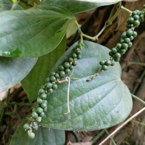 Black pepper (Piper nigrum)