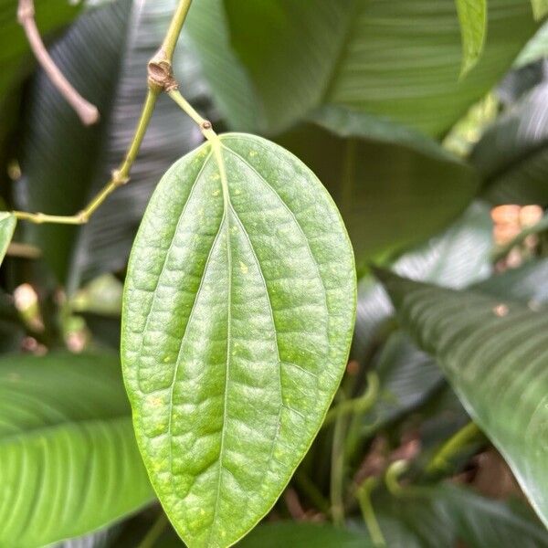 Black pepper (Piper nigrum)