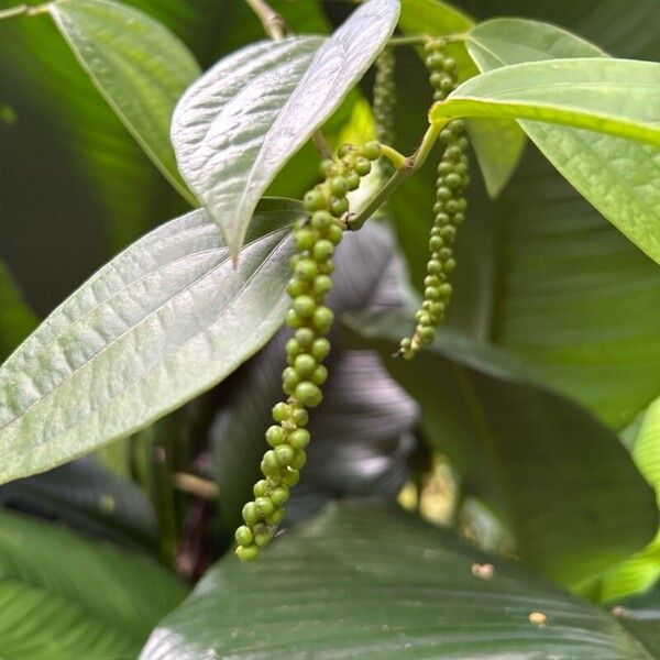 Black pepper (Piper nigrum)